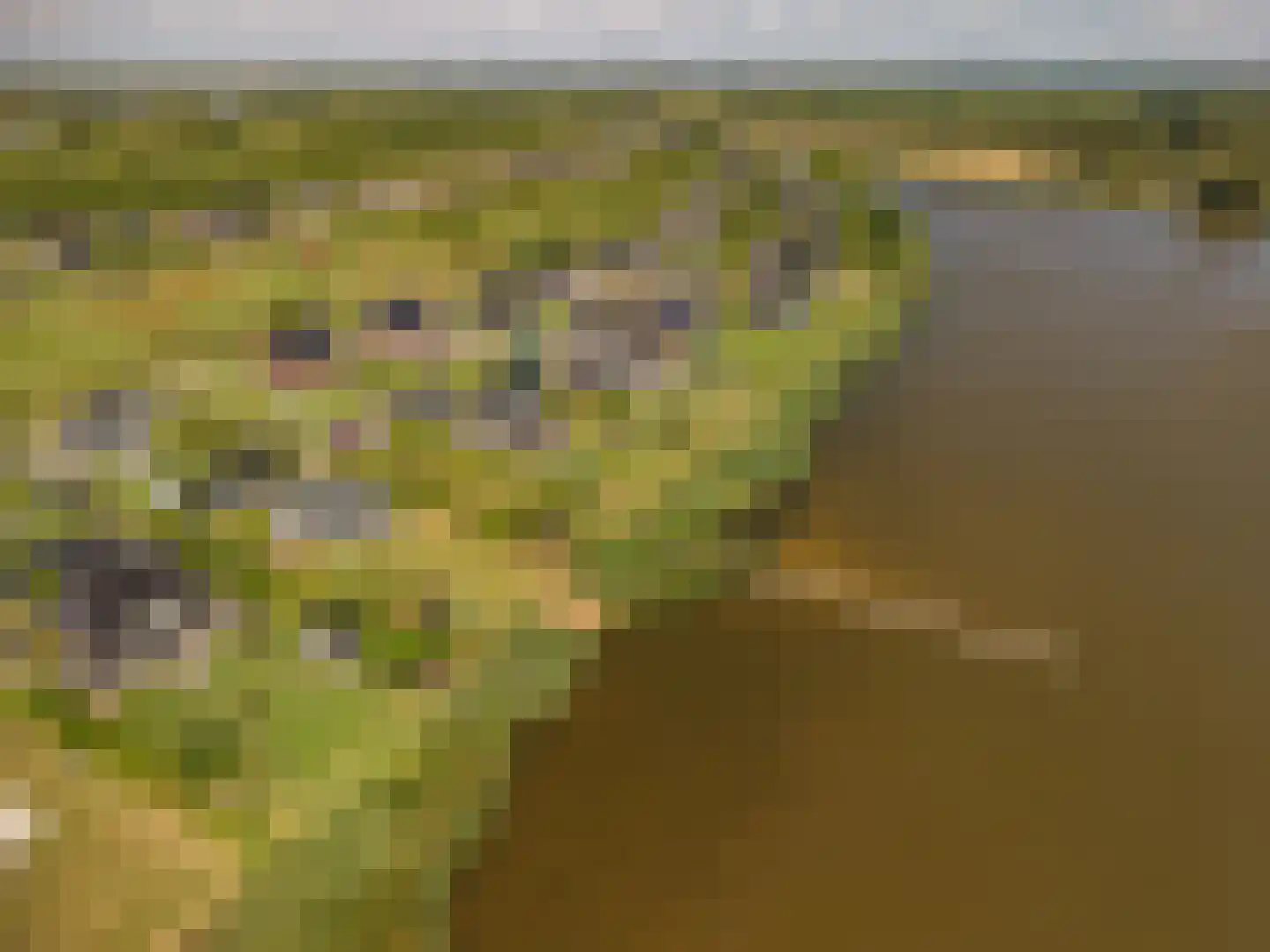 Cantharel 40 Blauwestad thumbnail 70