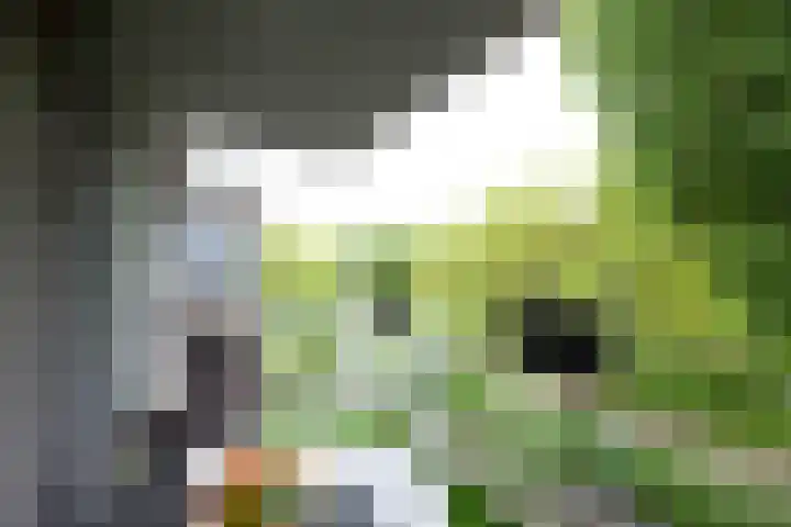 Cantharel 52 Alphen aan den Rijn thumbnail 11
