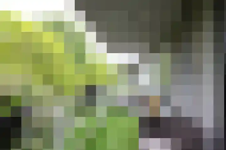 Cantharel 52 Alphen aan den Rijn thumbnail 12