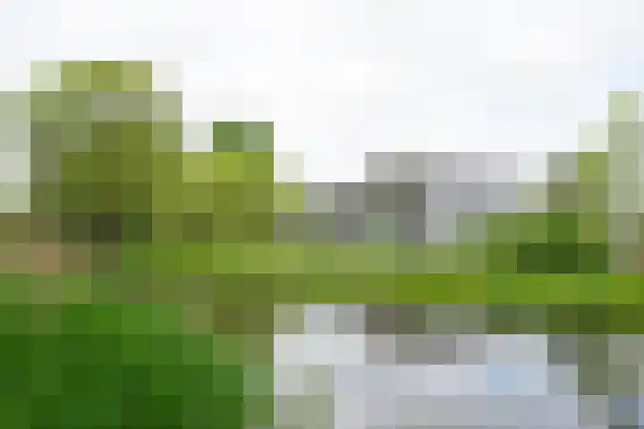 Cantharel 52 Alphen aan den Rijn foto 2