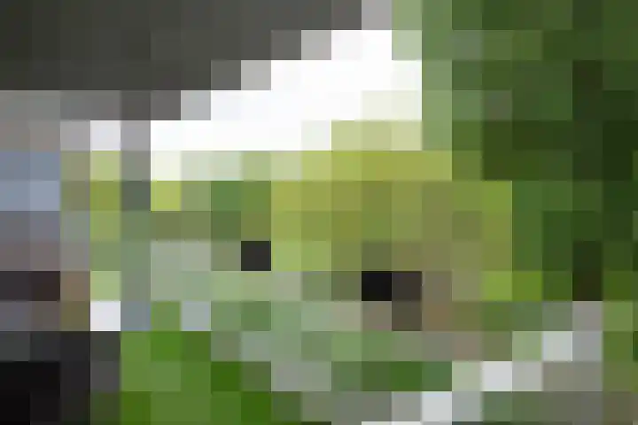 Cantharel 52 Alphen aan den Rijn thumbnail 29