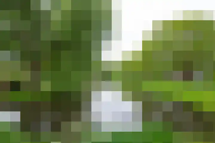 Cantharel 52 Alphen aan den Rijn thumbnail 39