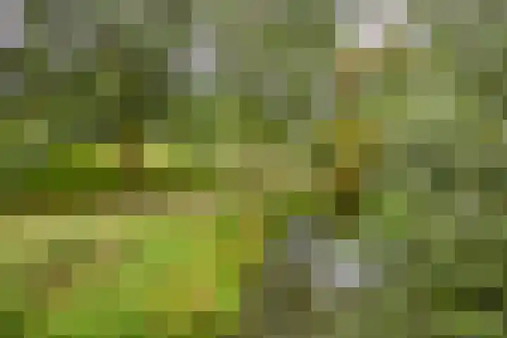 Cantharel 60 Alphen aan den Rijn thumbnail 24