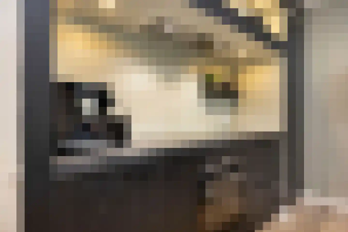 Cantharel 7 Hengelo thumbnail 15