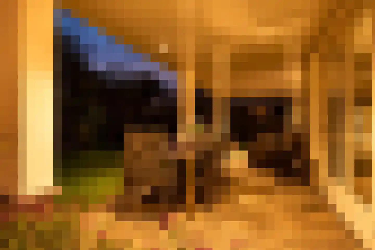 Cantharel 7 Hengelo thumbnail 34