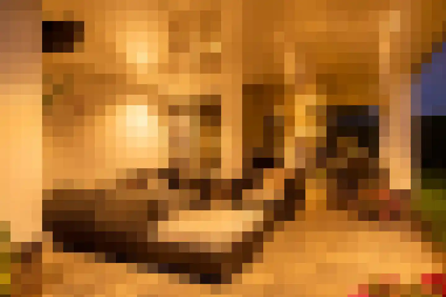 Cantharel 7 Hengelo thumbnail 36