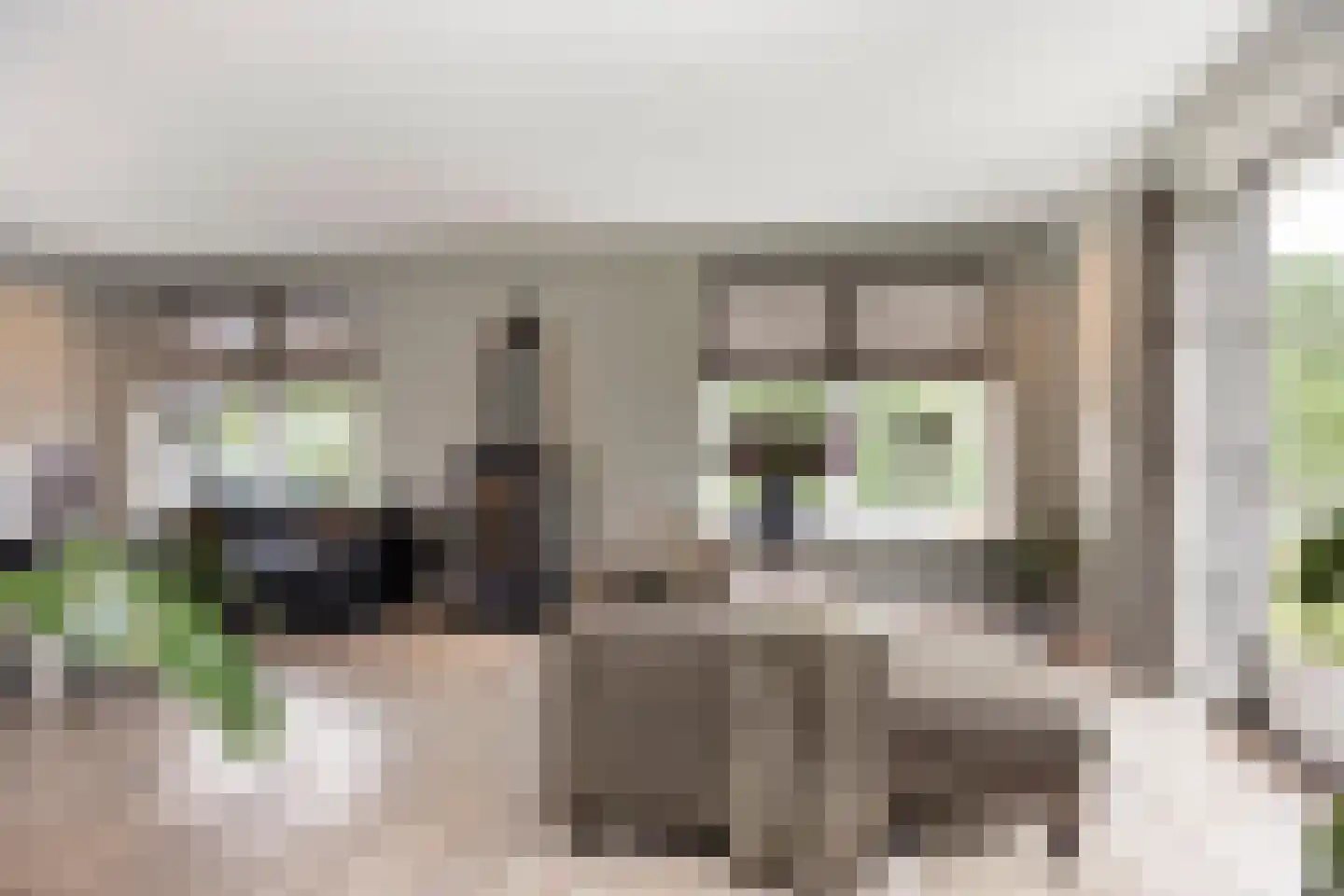 Cantharel 7 Hengelo thumbnail 8