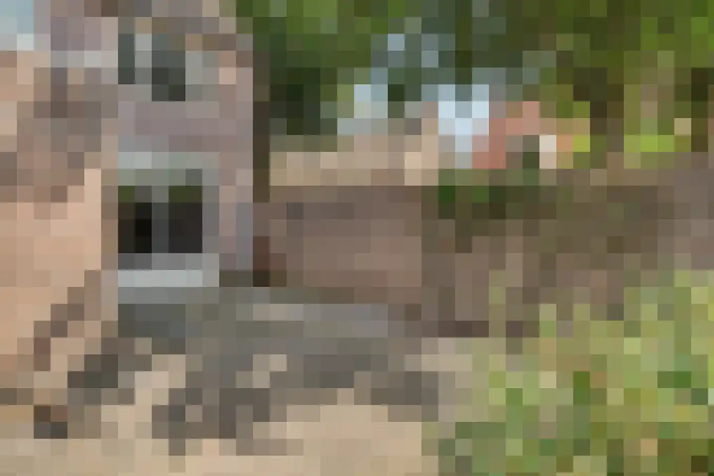 Cantorijstraat 9 Hilvarenbeek thumbnail 27