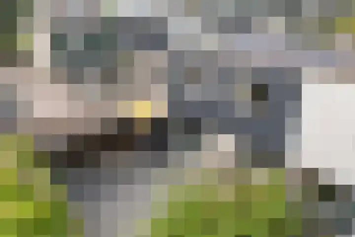 Capellastraat 34 Emmeloord thumbnail 37