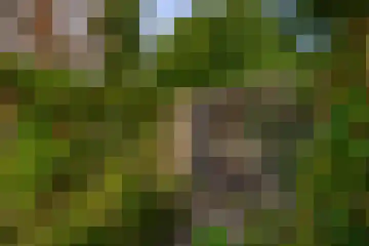 Capellelaan 34 Ammerstol thumbnail 37