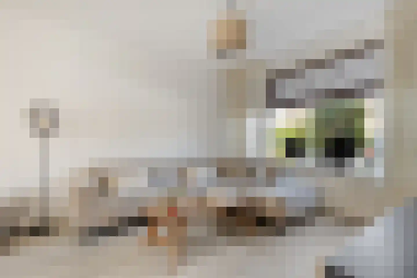 Capellery 9 Dirksland thumbnail 11
