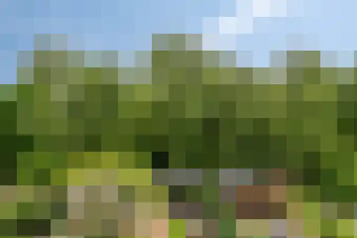 Capelseweg 212 Capelle aan den IJssel thumbnail 26
