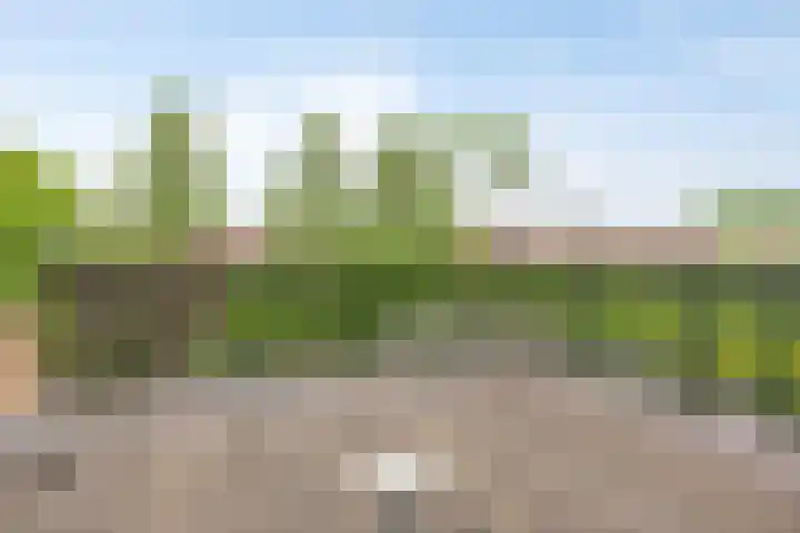 Capelseweg 518 Rotterdam thumbnail 17