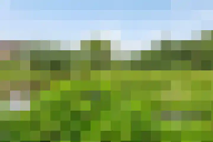 Capelseweg 518 Rotterdam thumbnail 33