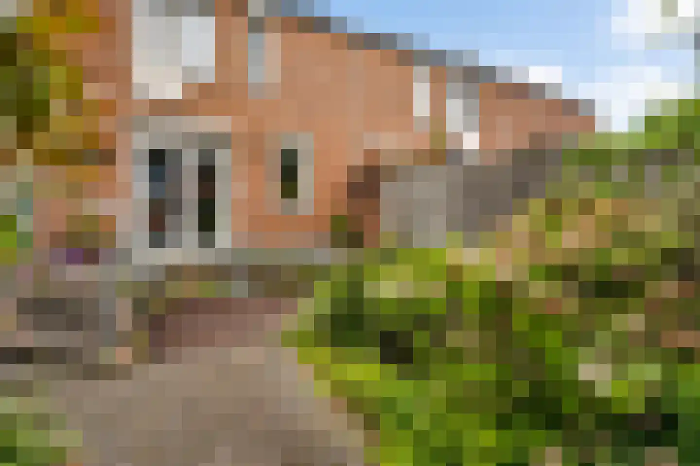 Capitoolhof 8 Maastricht thumbnail 4