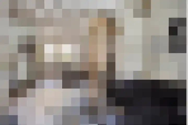 Capucijnenpoort 8 's-Hertogenbosch thumbnail 6