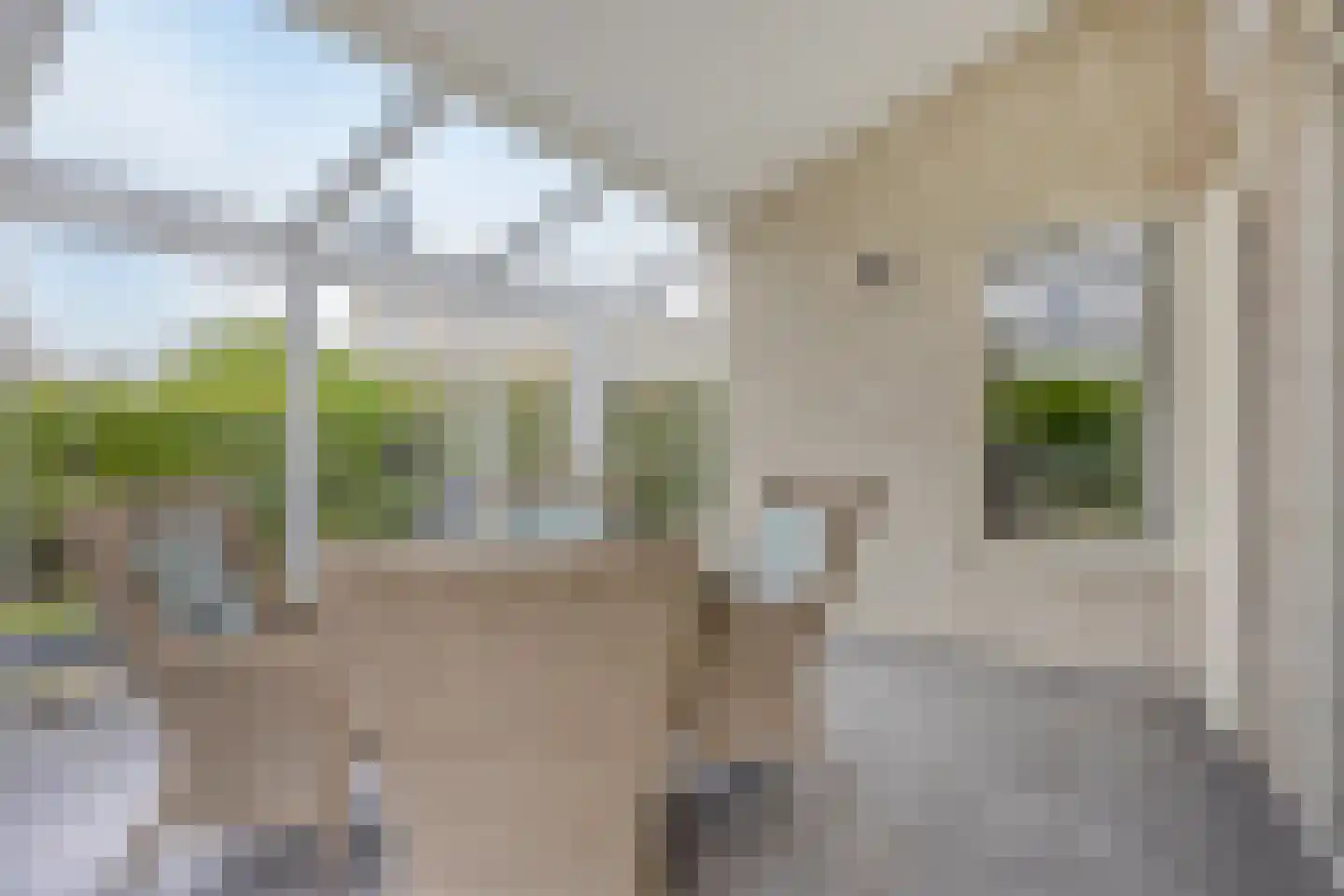 Cardium 15 Kamperland thumbnail 12