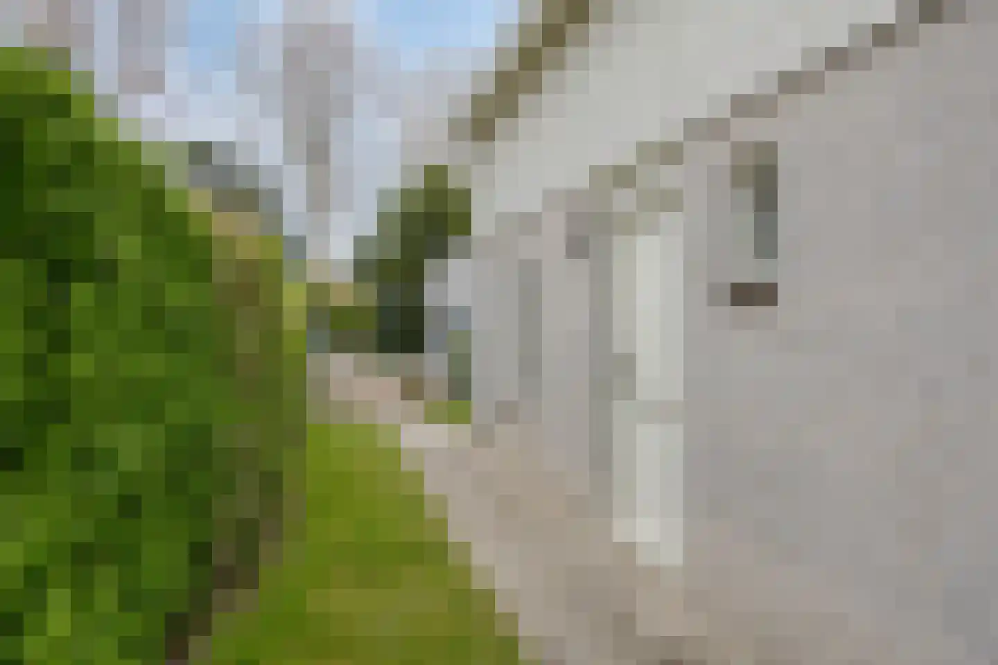Cardium 15 Kamperland thumbnail 24
