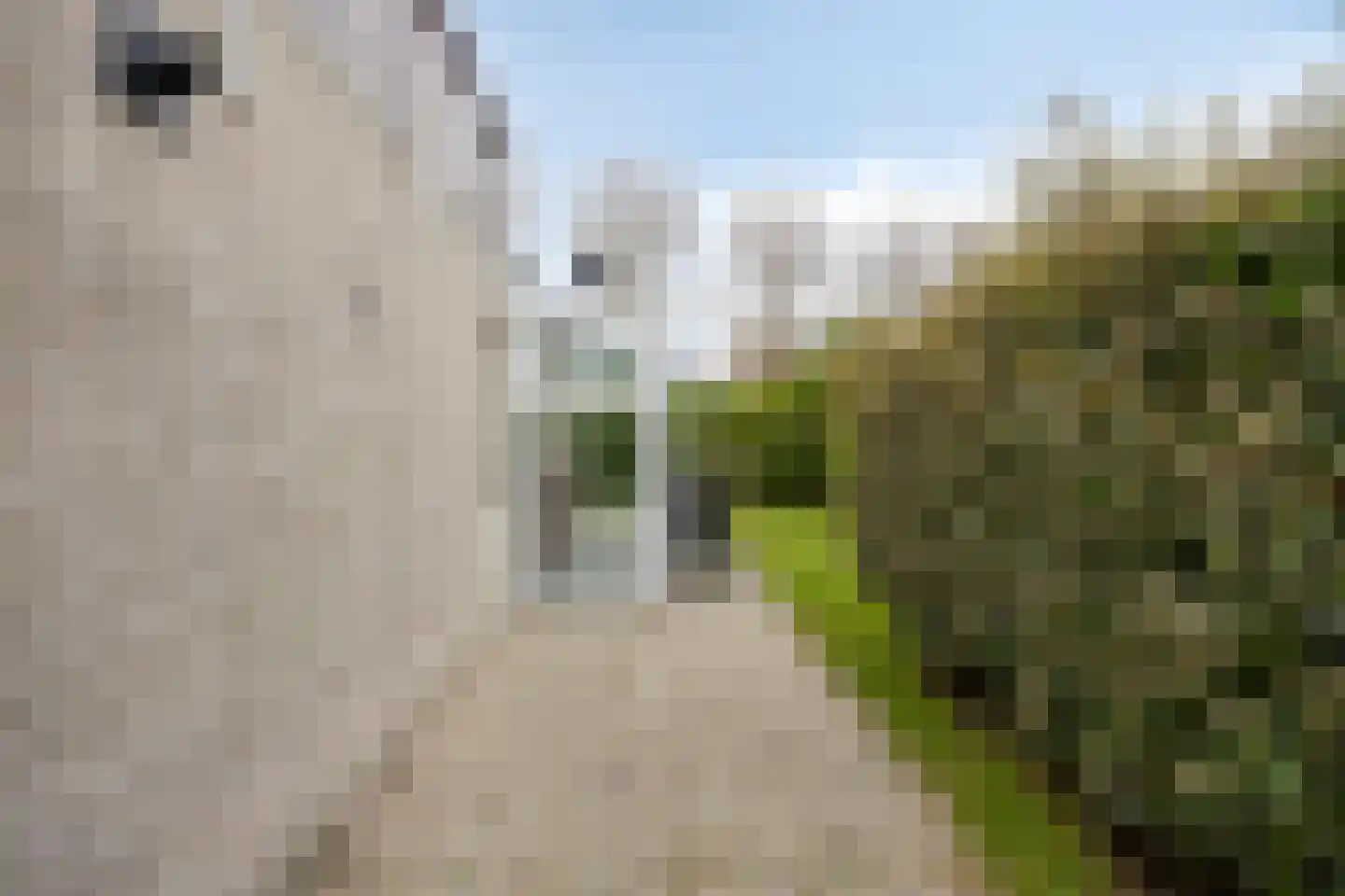 Cardium 15 Kamperland thumbnail 26