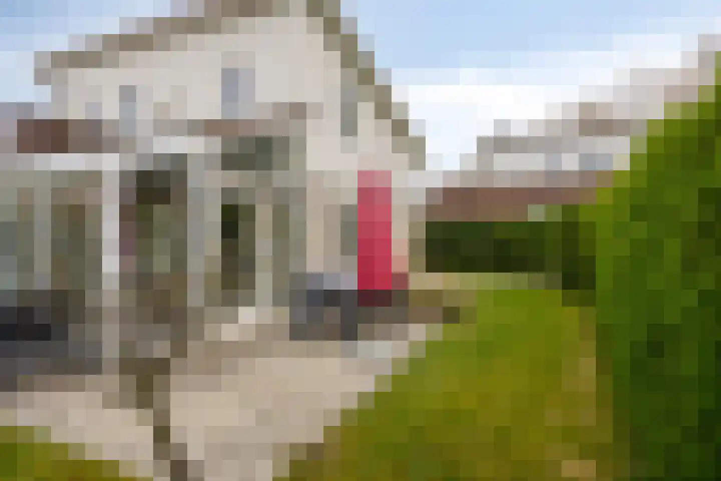 Cardium 15 Kamperland thumbnail 29