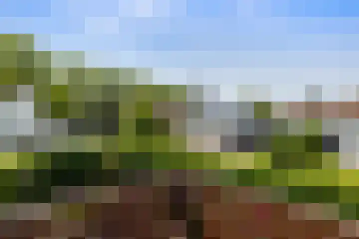 Cardium 25 Kamperland thumbnail 56