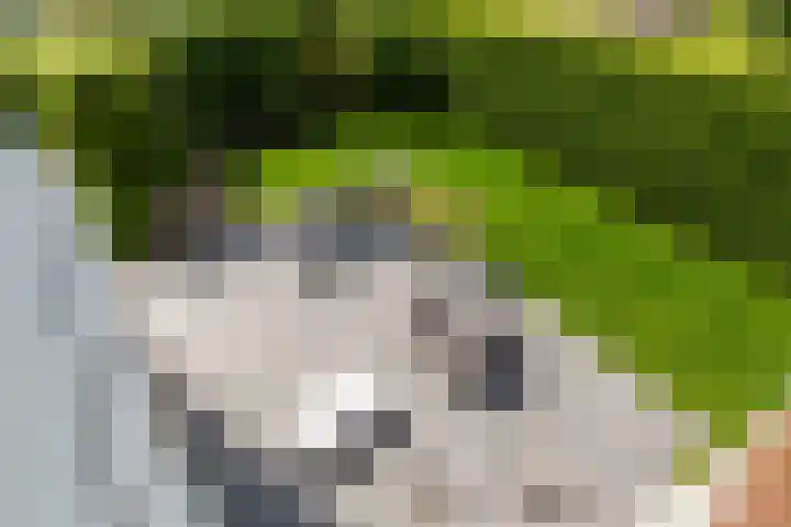 Cardium 25 Kamperland thumbnail 58