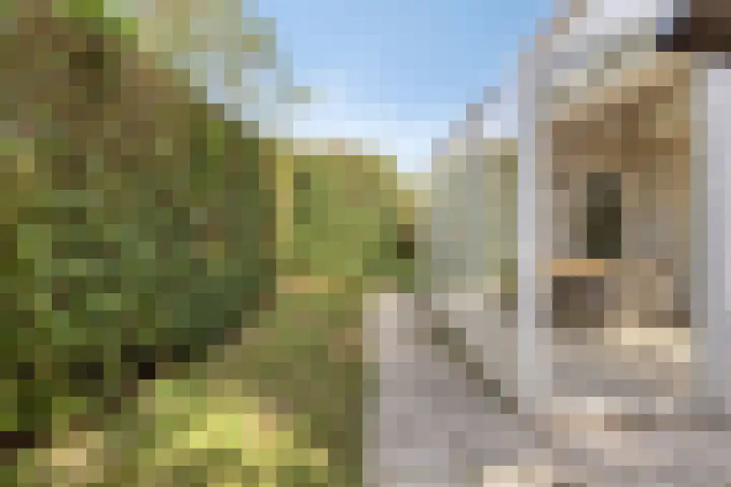 Cardium 41 Kamperland thumbnail 47
