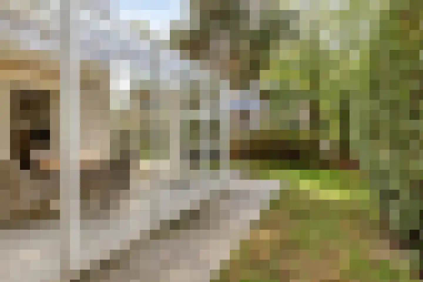 Cardium 41 Kamperland thumbnail 48