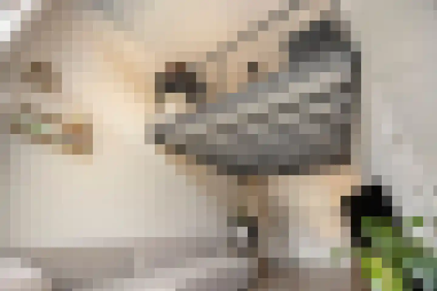 Carmelietenstraat 137 Oss thumbnail 10