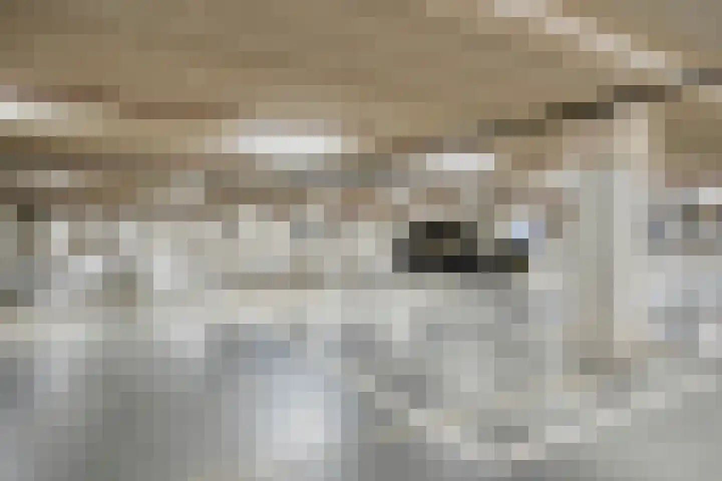Carmelietenstraat 51 Oss thumbnail 41