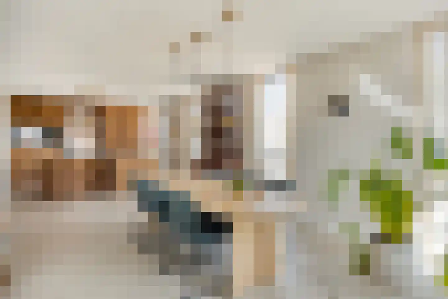Carmelietenstraat 51 Oss thumbnail 5