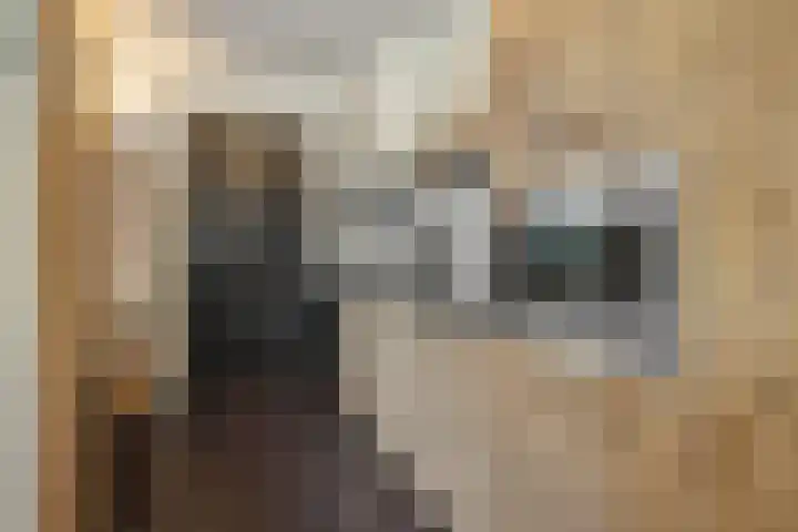 Carmelitessenstraat 29 Eindhoven thumbnail 26