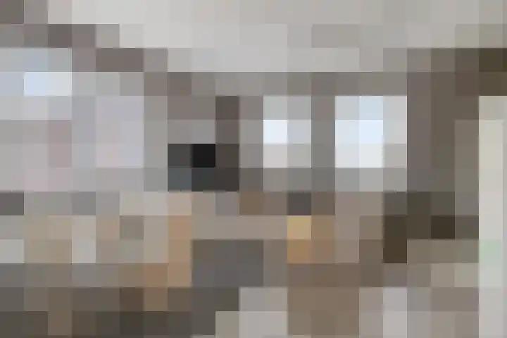 Carneool 2 Drachten thumbnail 46