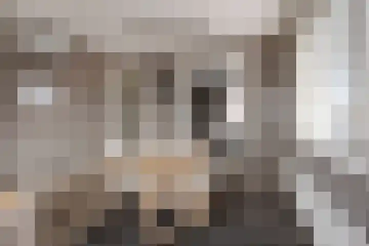 Carneool 2 Drachten thumbnail 49