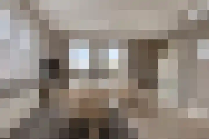 Carneool 2 Drachten thumbnail 50