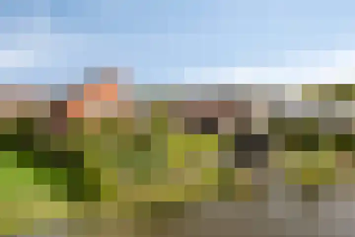 Carneool 2 Drachten thumbnail 90