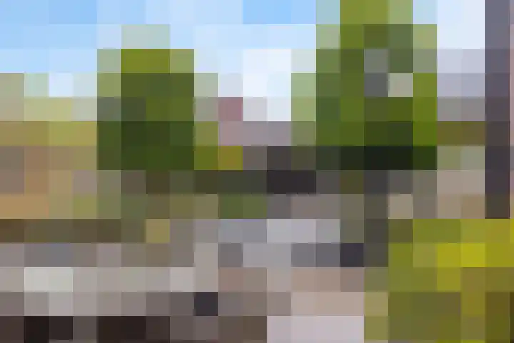 Carneool 31 Drachten thumbnail 5