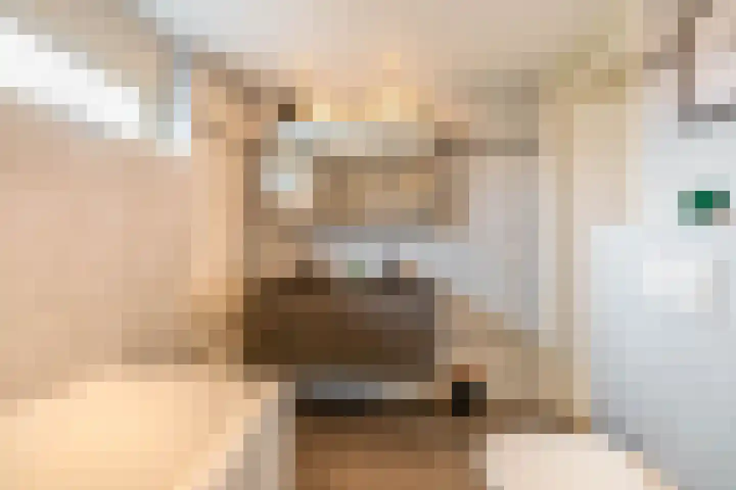 Carneool 46 Venlo thumbnail 16