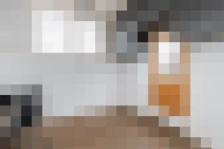 Carneool 46 Venlo thumbnail 20