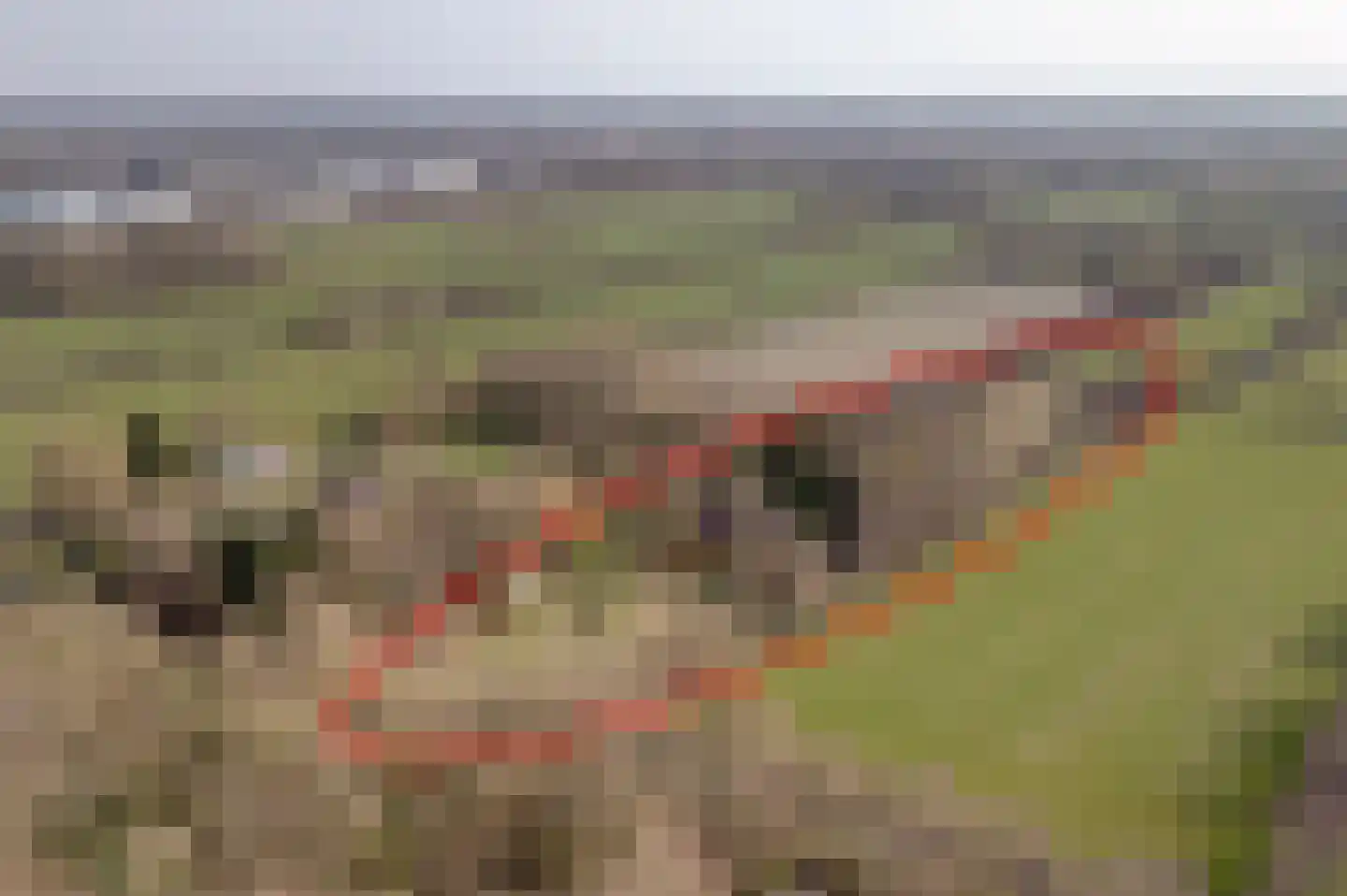 Carolieweg 4 Tolbert thumbnail 40