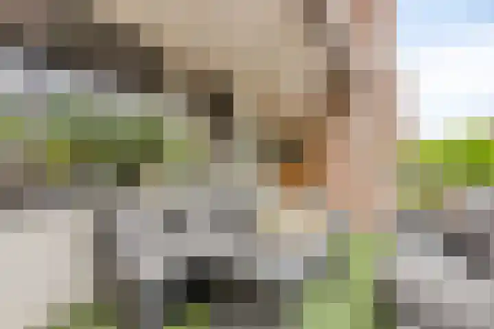 Carolusdreef 30 Valkenswaard thumbnail 13