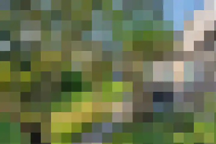 Carolusweg 16 Gronsveld thumbnail 40