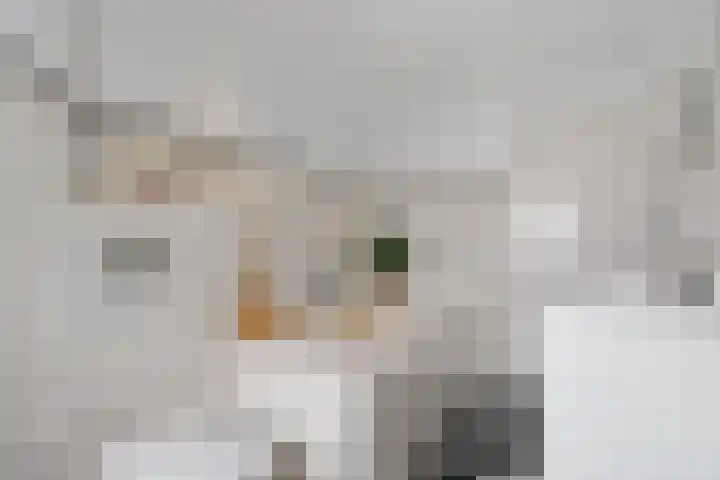 Carry van Bruggenstraat 10 Zwolle thumbnail 19