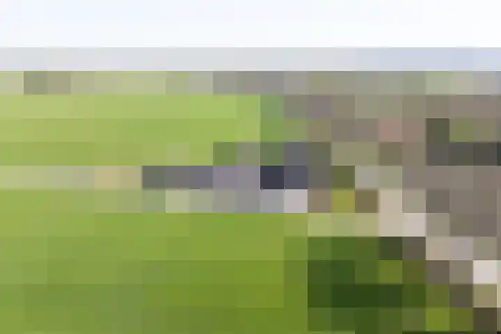 Caspersstraat 25 De Heurne thumbnail 10