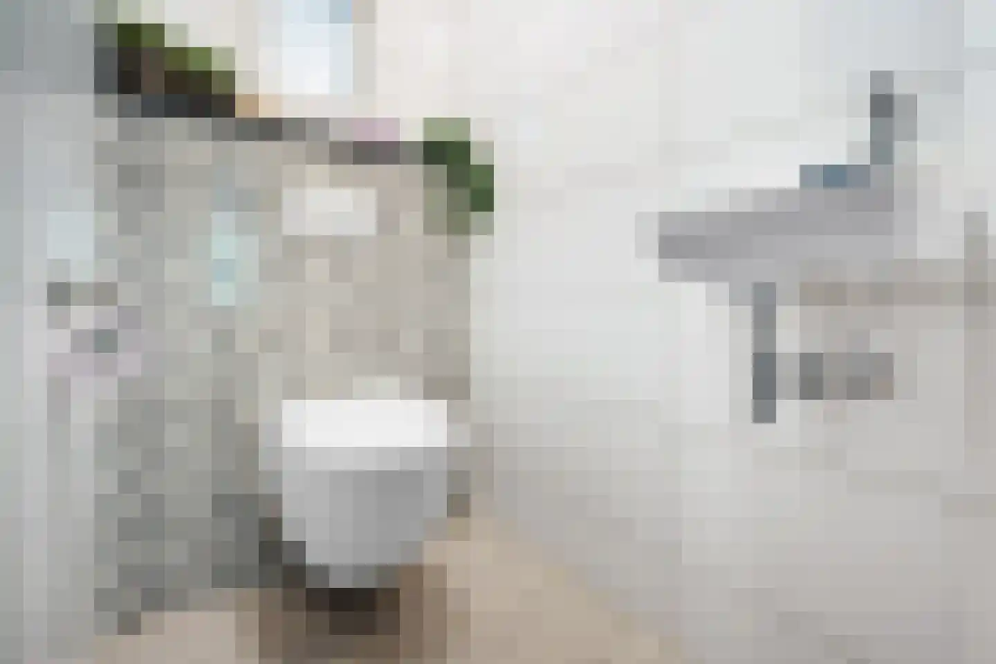 Castor 10 Klazienaveen thumbnail 7