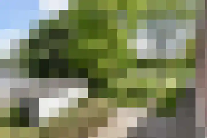 Castor 16 Berkel en Rodenrijs thumbnail 37