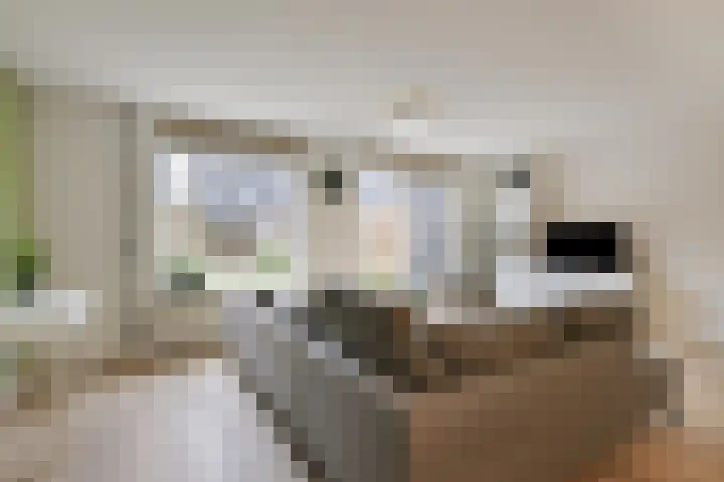 Castor 5 Duiven thumbnail 17