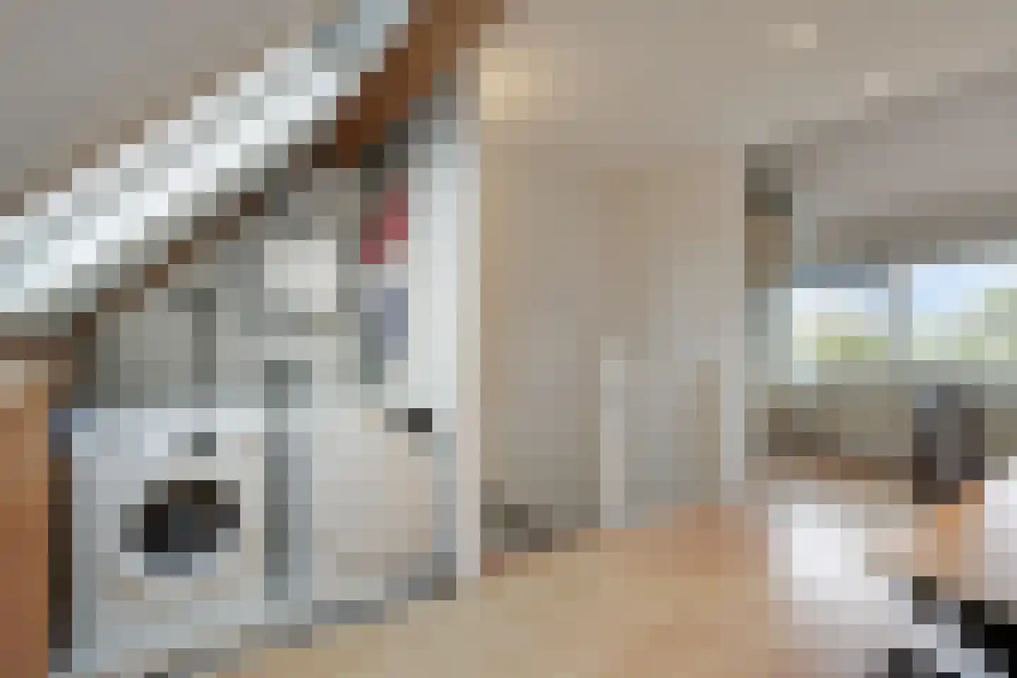 Castor 5 Duiven thumbnail 39