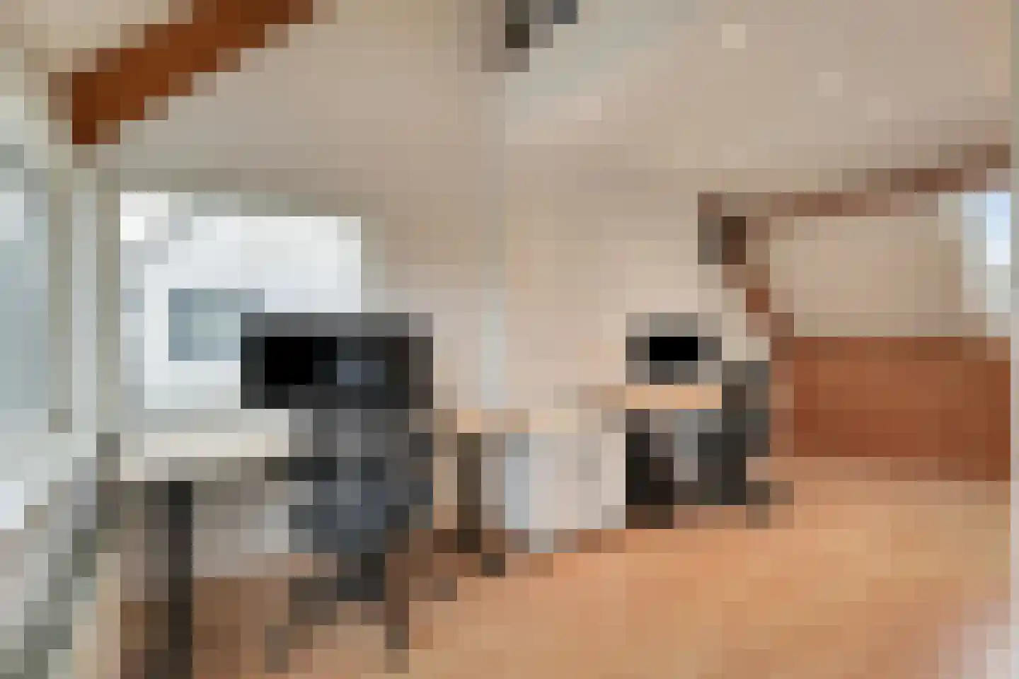Castor 5 Duiven thumbnail 42