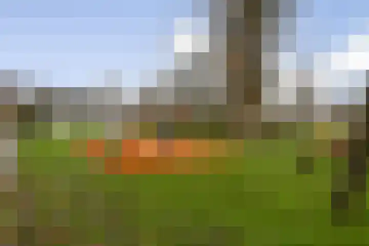 Castor 60 Berkel en Rodenrijs thumbnail 31